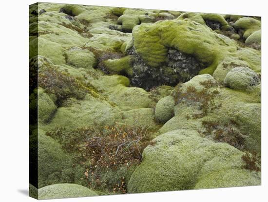 Moss Cushion, Lava Field 'Eldhraun', South Iceland, Iceland-Rainer Mirau-Stretched Canvas