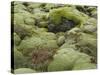 Moss Cushion, Lava Field 'Eldhraun', South Iceland, Iceland-Rainer Mirau-Stretched Canvas