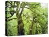 Moss Growing from Trees in a Rainforest, Olympic National Park, Washington, USA-Christopher Talbot Frank-Stretched Canvas