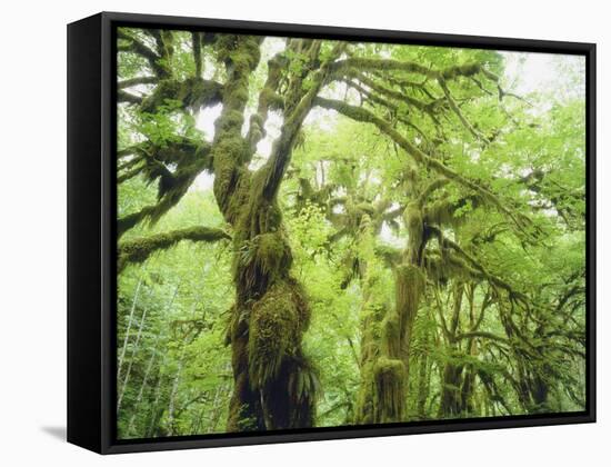 Moss Growing from Trees in a Rainforest, Olympic National Park, Washington, USA-Christopher Talbot Frank-Framed Stretched Canvas