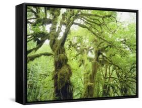 Moss Growing from Trees in a Rainforest, Olympic National Park, Washington, USA-Christopher Talbot Frank-Framed Stretched Canvas