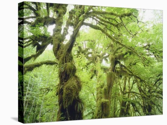 Moss Growing from Trees in a Rainforest, Olympic National Park, Washington, USA-Christopher Talbot Frank-Stretched Canvas