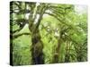 Moss Growing from Trees in a Rainforest, Olympic National Park, Washington, USA-Christopher Talbot Frank-Stretched Canvas