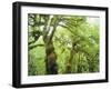 Moss Growing from Trees in a Rainforest, Olympic National Park, Washington, USA-Christopher Talbot Frank-Framed Photographic Print