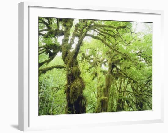 Moss Growing from Trees in a Rainforest, Olympic National Park, Washington, USA-Christopher Talbot Frank-Framed Photographic Print