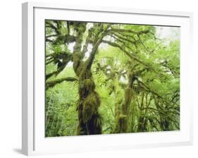 Moss Growing from Trees in a Rainforest, Olympic National Park, Washington, USA-Christopher Talbot Frank-Framed Photographic Print