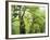 Moss Growing from Trees in a Rainforest, Olympic National Park, Washington, USA-Christopher Talbot Frank-Framed Photographic Print