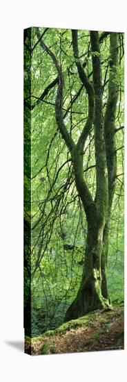 Moss Growing on a Beech Tree, Perthshire, Scotland-null-Stretched Canvas