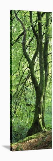 Moss Growing on a Beech Tree, Perthshire, Scotland-null-Stretched Canvas