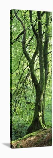 Moss Growing on a Beech Tree, Perthshire, Scotland-null-Stretched Canvas