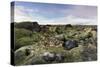 Moss heath vegetation on lava boulder field, South Iceland, Polar Regions-John Potter-Stretched Canvas