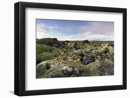 Moss heath vegetation on lava boulder field, South Iceland, Polar Regions-John Potter-Framed Photographic Print