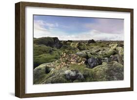 Moss heath vegetation on lava boulder field, South Iceland, Polar Regions-John Potter-Framed Photographic Print