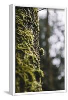 Moss in a trunk in the Teutoburg Forest.-Nadja Jacke-Framed Photographic Print