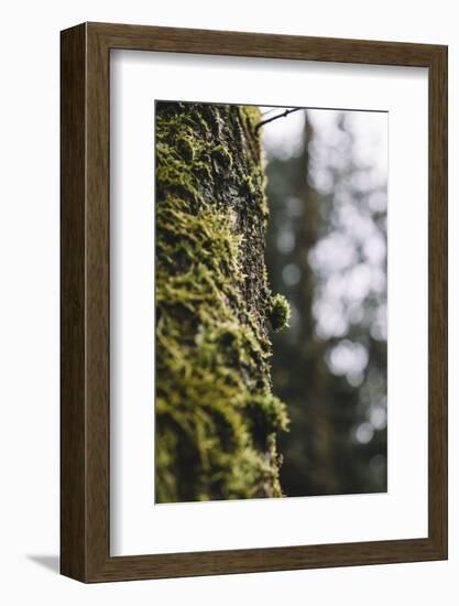 Moss in a trunk in the Teutoburg Forest.-Nadja Jacke-Framed Photographic Print