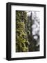 Moss in a trunk in the Teutoburg Forest.-Nadja Jacke-Framed Photographic Print