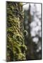 Moss in a trunk in the Teutoburg Forest.-Nadja Jacke-Mounted Photographic Print