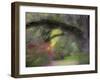 Moss-Laden Live Oak Tree, Magnolia Gardens, South Carolina, USA-Nancy Rotenberg-Framed Photographic Print