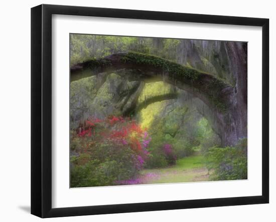 Moss-Laden Live Oak Tree, Magnolia Gardens, South Carolina, USA-Nancy Rotenberg-Framed Photographic Print