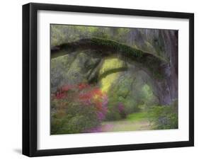 Moss-Laden Live Oak Tree, Magnolia Gardens, South Carolina, USA-Nancy Rotenberg-Framed Photographic Print