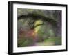 Moss-Laden Live Oak Tree, Magnolia Gardens, South Carolina, USA-Nancy Rotenberg-Framed Photographic Print