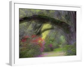 Moss-Laden Live Oak Tree, Magnolia Gardens, South Carolina, USA-Nancy Rotenberg-Framed Photographic Print