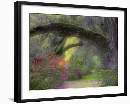 Moss-Laden Live Oak Tree, Magnolia Gardens, South Carolina, USA-Nancy Rotenberg-Framed Photographic Print