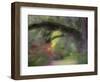 Moss-Laden Live Oak Tree, Magnolia Gardens, South Carolina, USA-Nancy Rotenberg-Framed Photographic Print