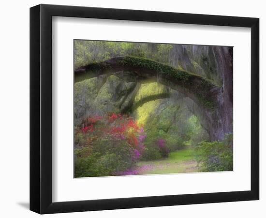 Moss-Laden Live Oak Tree, Magnolia Gardens, South Carolina, USA-Nancy Rotenberg-Framed Photographic Print