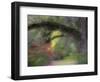 Moss-Laden Live Oak Tree, Magnolia Gardens, South Carolina, USA-Nancy Rotenberg-Framed Photographic Print