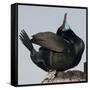 Moss Landing, California, USA Brandt's Cormorant mating display.-Karen Ann Sullivan-Framed Stretched Canvas