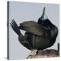 Moss Landing, California, USA Brandt's Cormorant mating display.-Karen Ann Sullivan-Stretched Canvas