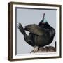 Moss Landing, California, USA Brandt's Cormorant mating display.-Karen Ann Sullivan-Framed Premium Photographic Print