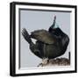 Moss Landing, California, USA Brandt's Cormorant mating display.-Karen Ann Sullivan-Framed Premium Photographic Print