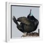 Moss Landing, California, USA Brandt's Cormorant mating display.-Karen Ann Sullivan-Framed Premium Photographic Print
