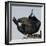 Moss Landing, California, USA Brandt's Cormorant mating display.-Karen Ann Sullivan-Framed Photographic Print