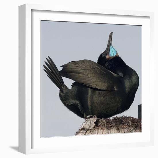 Moss Landing, California, USA Brandt's Cormorant mating display.-Karen Ann Sullivan-Framed Photographic Print