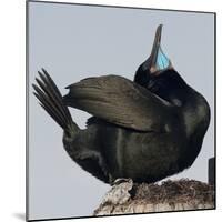 Moss Landing, California, USA Brandt's Cormorant mating display.-Karen Ann Sullivan-Mounted Photographic Print