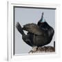 Moss Landing, California, USA Brandt's Cormorant mating display.-Karen Ann Sullivan-Framed Photographic Print