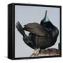 Moss Landing, California, USA Brandt's Cormorant mating display.-Karen Ann Sullivan-Framed Stretched Canvas