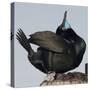 Moss Landing, California, USA Brandt's Cormorant mating display.-Karen Ann Sullivan-Stretched Canvas