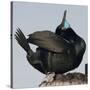 Moss Landing, California, USA Brandt's Cormorant mating display.-Karen Ann Sullivan-Stretched Canvas