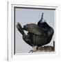 Moss Landing, California, USA Brandt's Cormorant mating display.-Karen Ann Sullivan-Framed Photographic Print