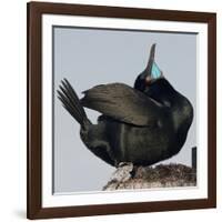 Moss Landing, California, USA Brandt's Cormorant mating display.-Karen Ann Sullivan-Framed Photographic Print