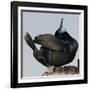 Moss Landing, California, USA Brandt's Cormorant mating display.-Karen Ann Sullivan-Framed Photographic Print