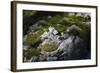 Moss on Rock-Simone Wunderlich-Framed Photographic Print