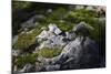 Moss on Rock-Simone Wunderlich-Mounted Photographic Print