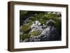 Moss on Rock-Simone Wunderlich-Framed Photographic Print