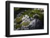 Moss on Rock-Simone Wunderlich-Framed Photographic Print