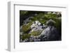 Moss on Rock-Simone Wunderlich-Framed Photographic Print